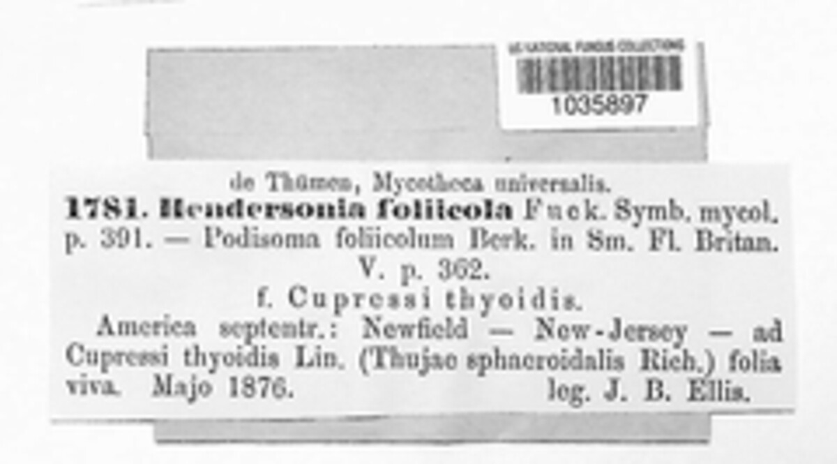 Seimatosporium foliicola image